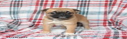 Mixed Breed dogs for sale: Honey - Ad 1