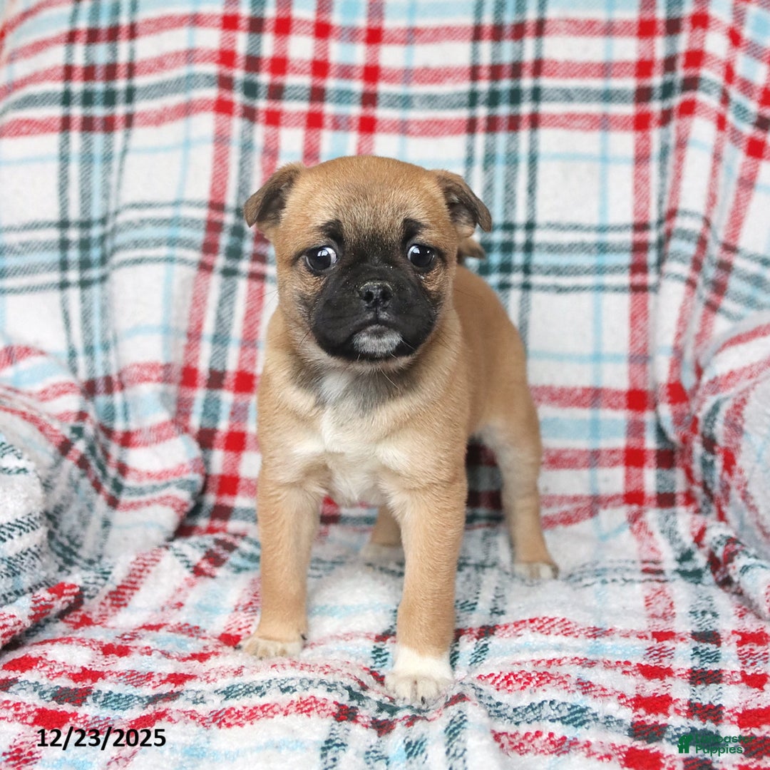 Mixed Breed dogs for sale: Honey - Ad 1