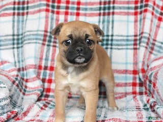 Mixed Breed dogs for sale: Honey - Ad 3