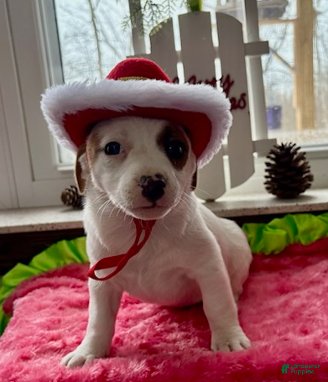 Jack Russell Terrier dogs for sale: Isabelle - Ad 4