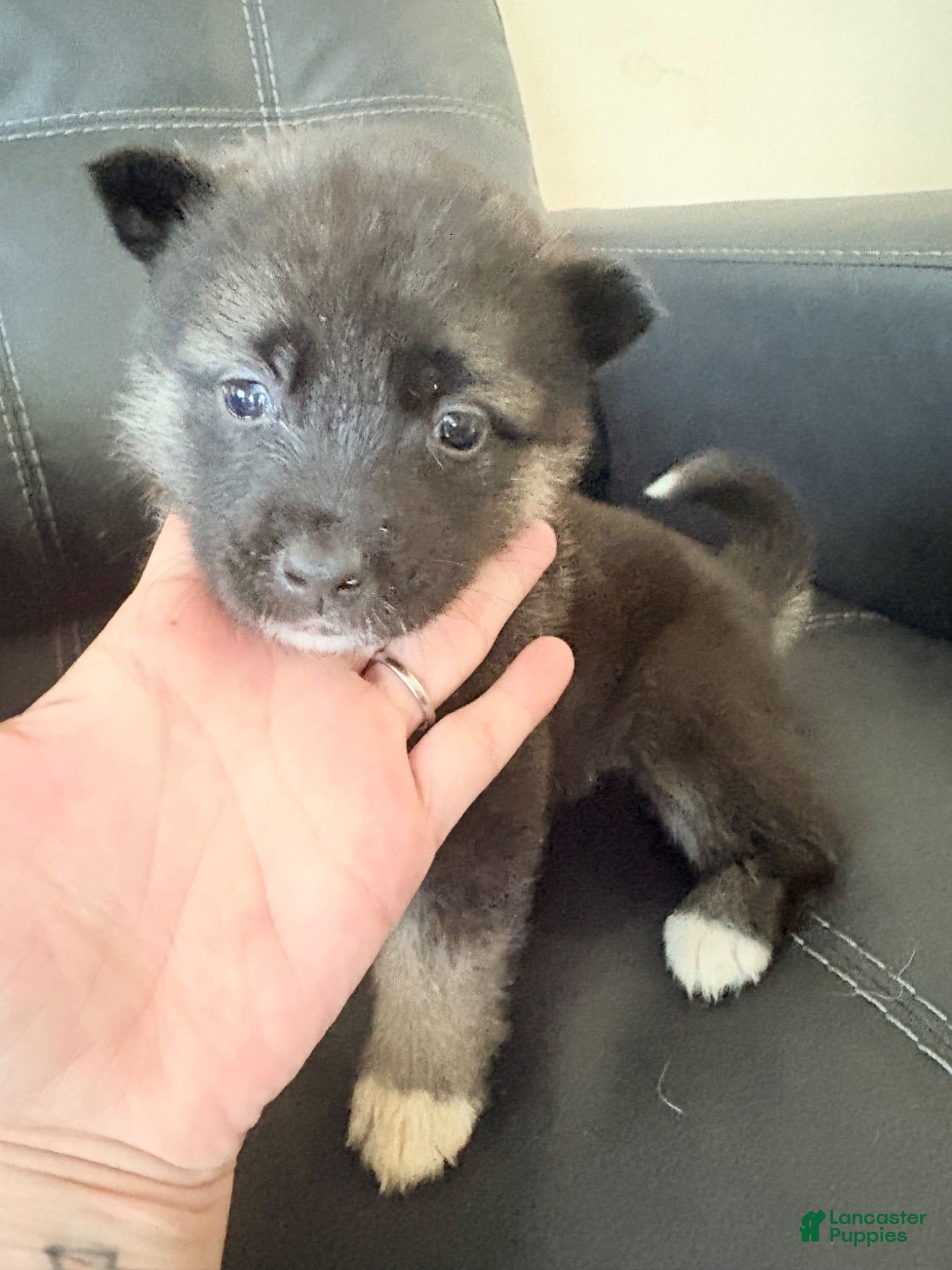 Akita dogs AKC American Akita Puppies 1500 - Ad 2