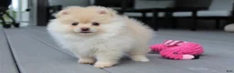 Pomeranian dogs for sale: Cassie - Ad 15