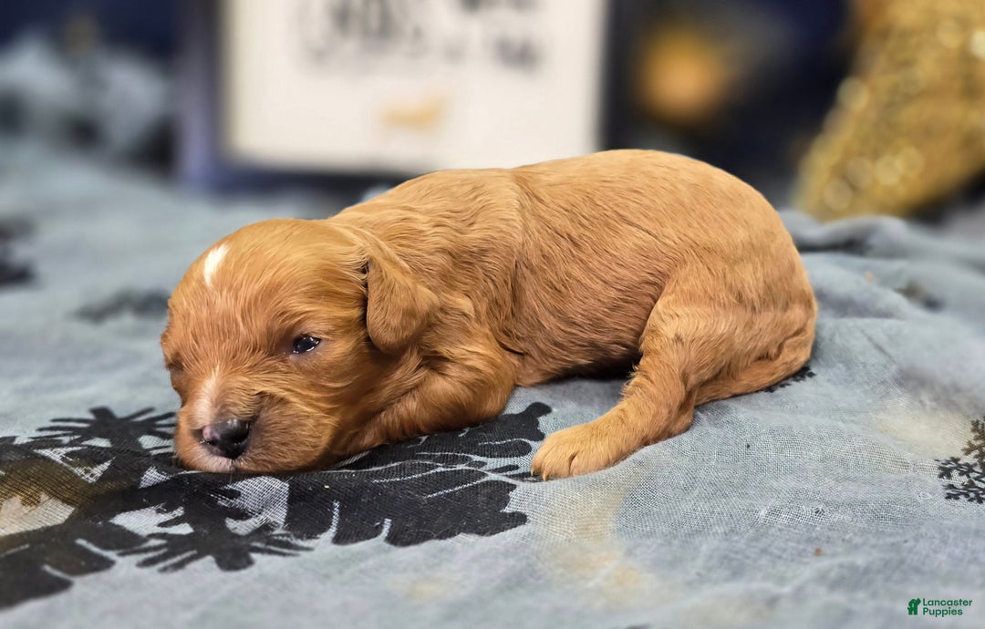 Cavapoo dogs for sale: Flannel - Ad 4