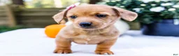 Mixed Breed dogs for sale: Coco - Ad 33