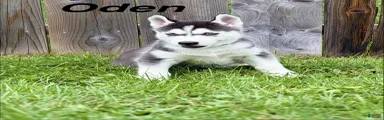 Oden