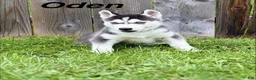 Siberian Husky dogs for sale: Oden - Ad 1
