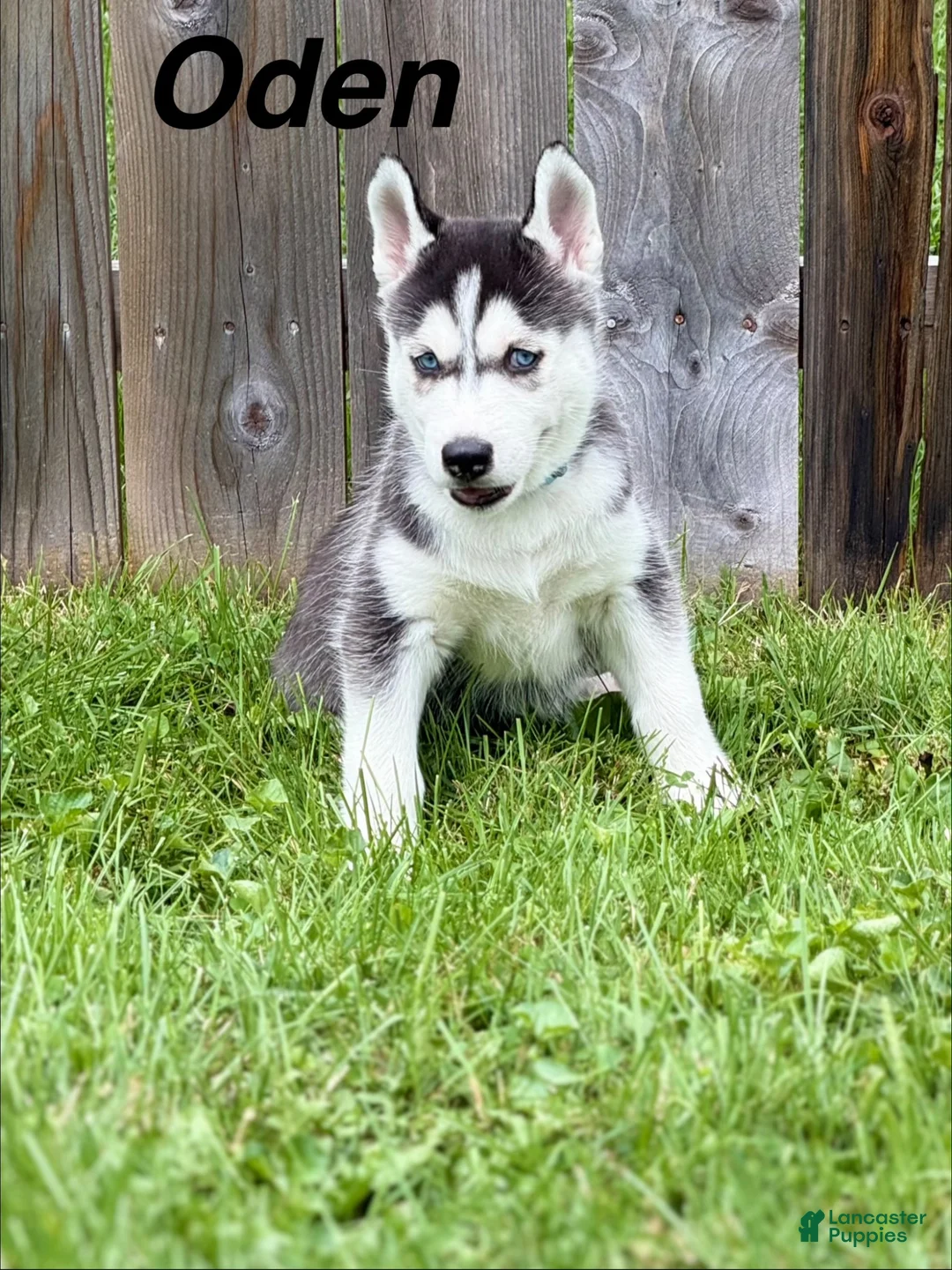 Siberian Husky dogs for sale: Oden - Ad 1