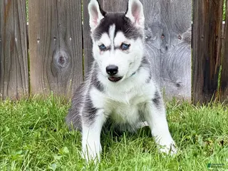 Siberian Husky dogs Oden - Ad 36