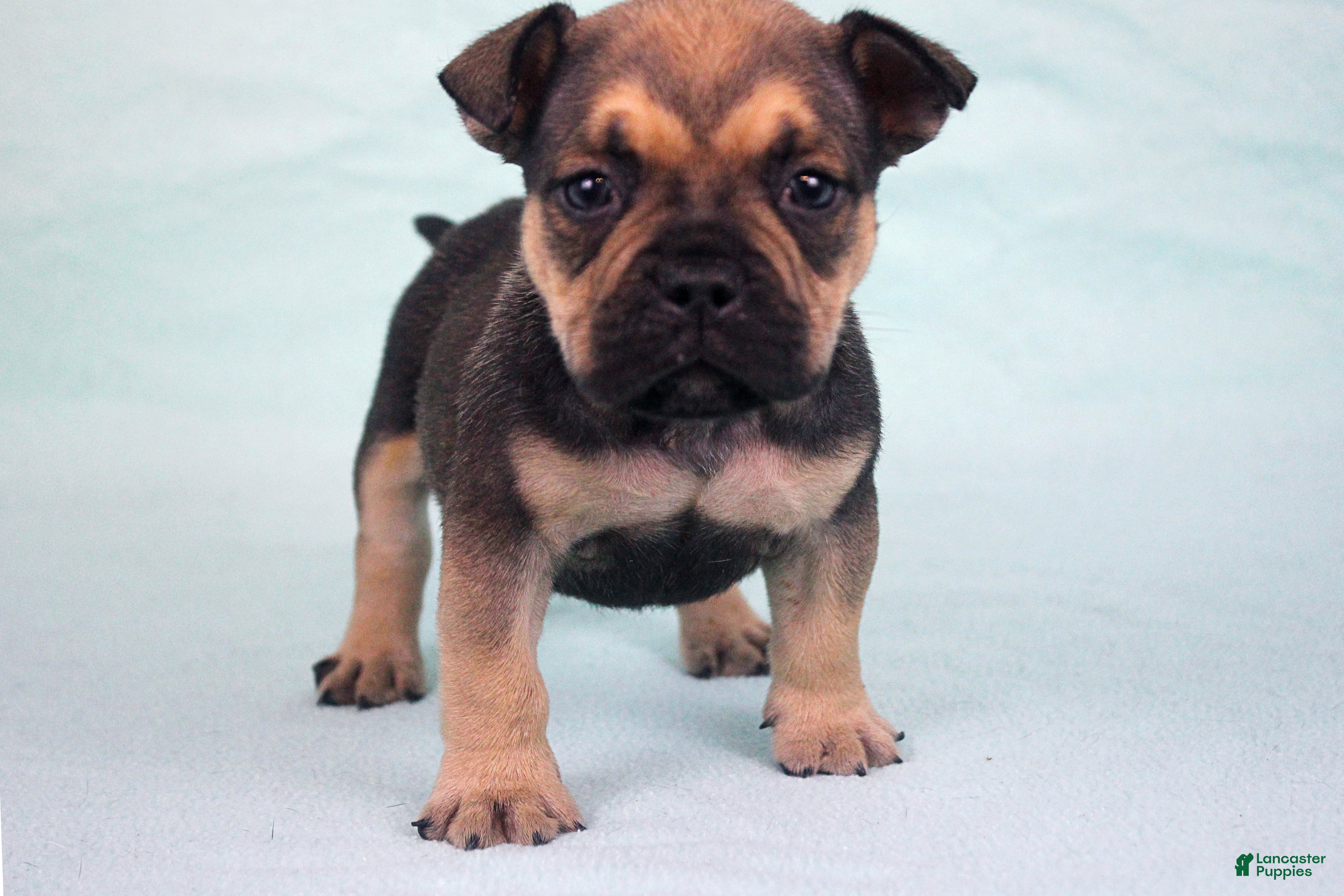 American Bully dogs Sable Male - Ad 1