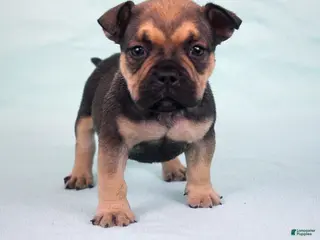 American Bully dogs for sale: Sable Male - Ad 2