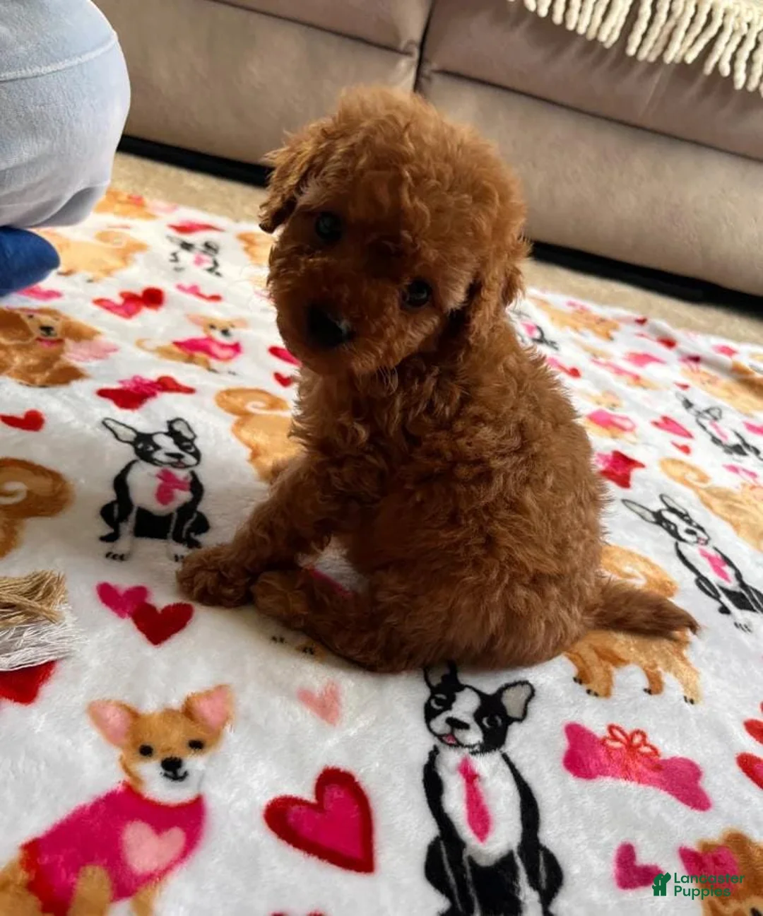 Cavapoo dogs for sale: Dan - Ad 1