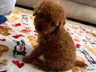 Cavapoo dogs Dan - Ad 41