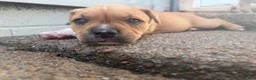 American Bully dogs for sale: CoCo - Ad 15