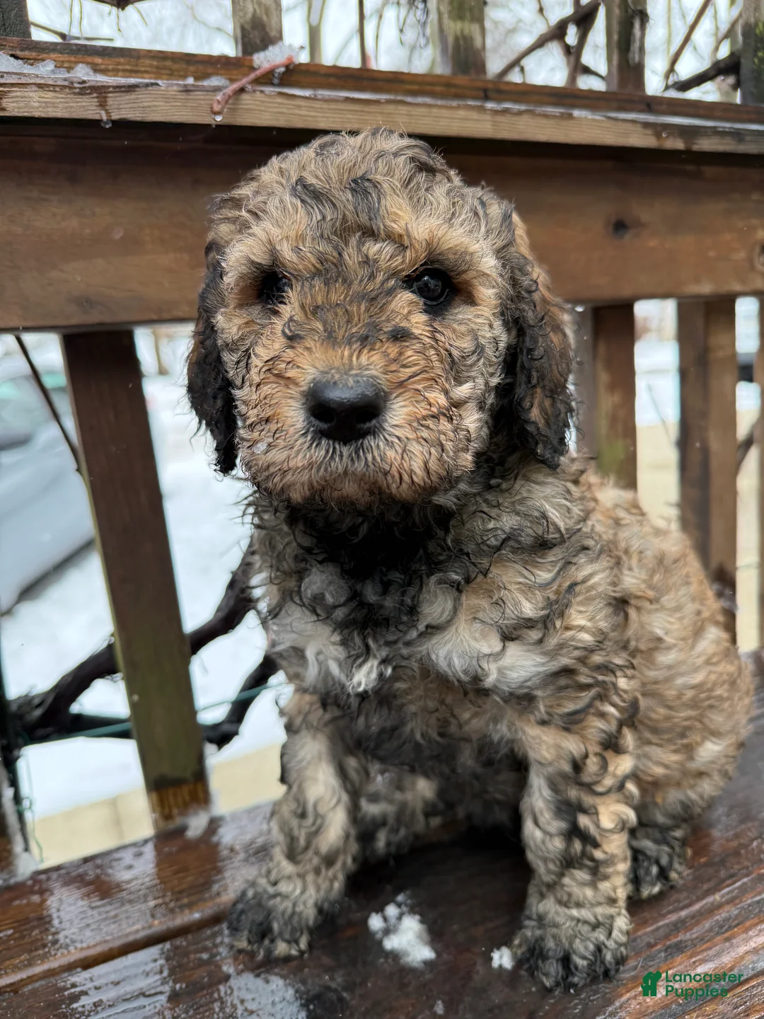 Goldendoodle dogs for sale: Coal - Ad 2