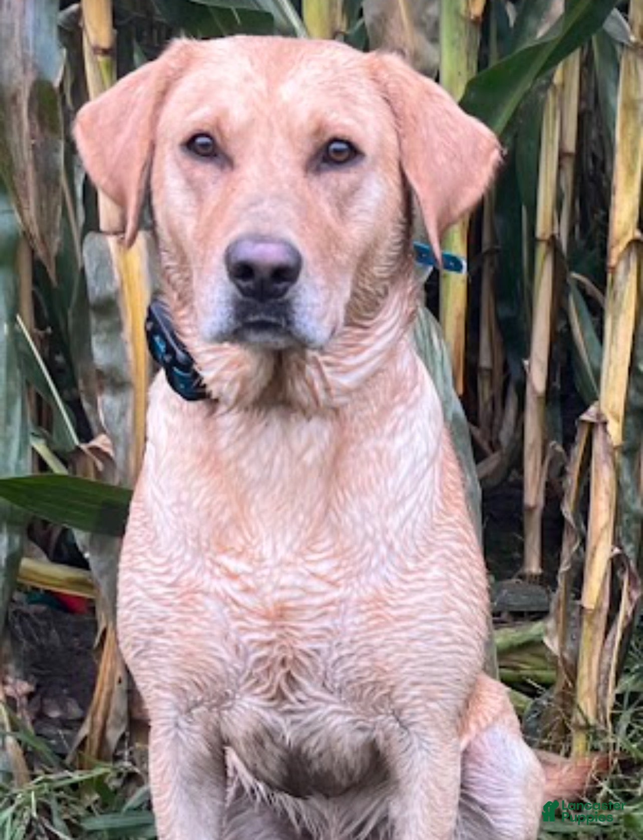 Labrador Retriever dogs Moose (6yo stud) - Ad 1