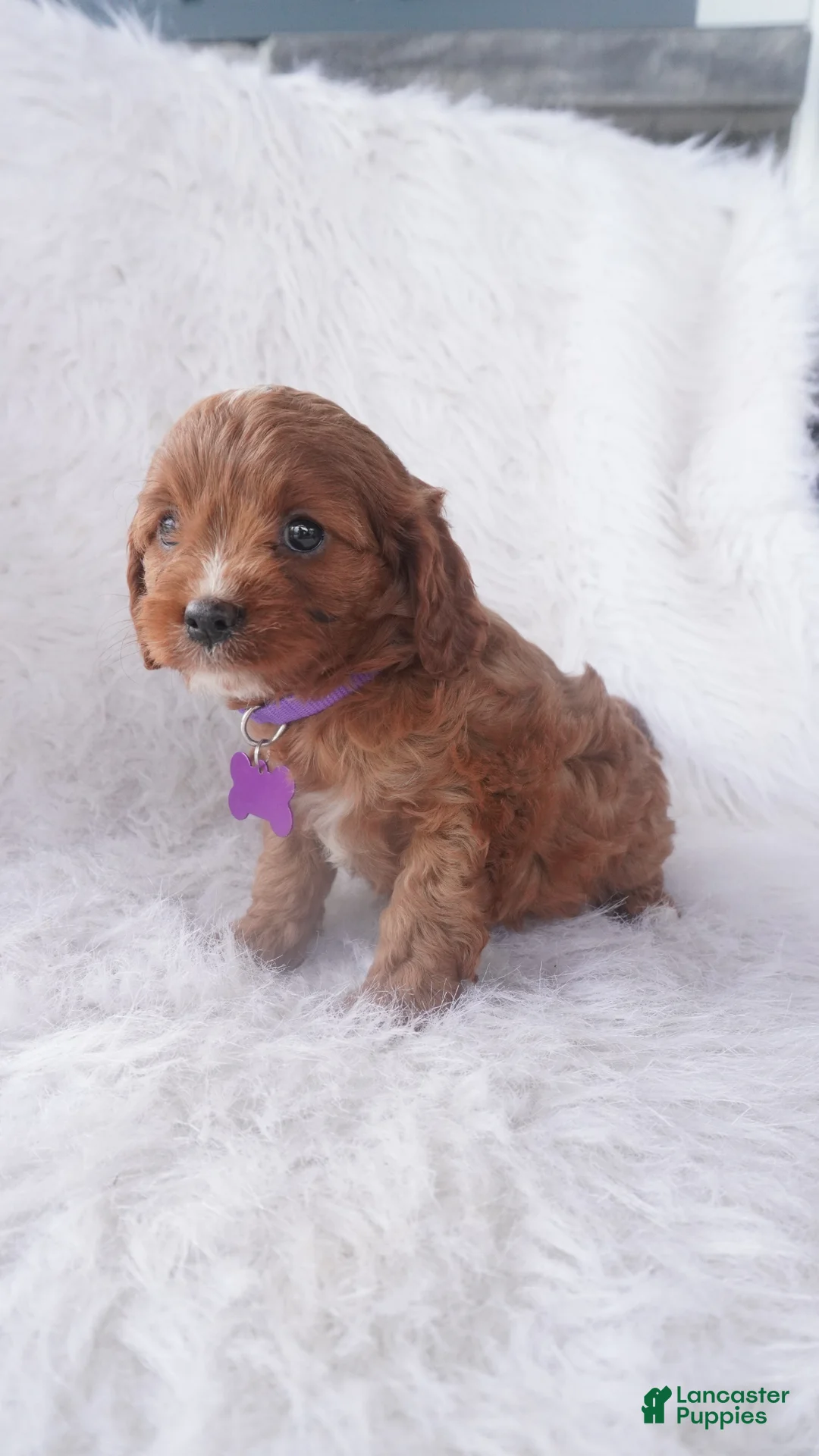 Cavapoo dogs for sale: Jody  - Ad 1
