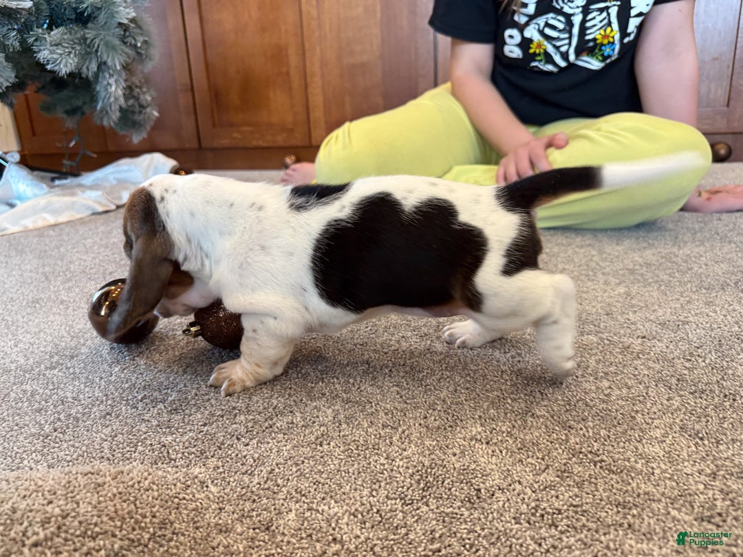 Basset Hound dogs for sale: Cindy - Ad 6
