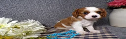 Cavalier King Charles Spaniel dogs for sale: Champ - Ad 2