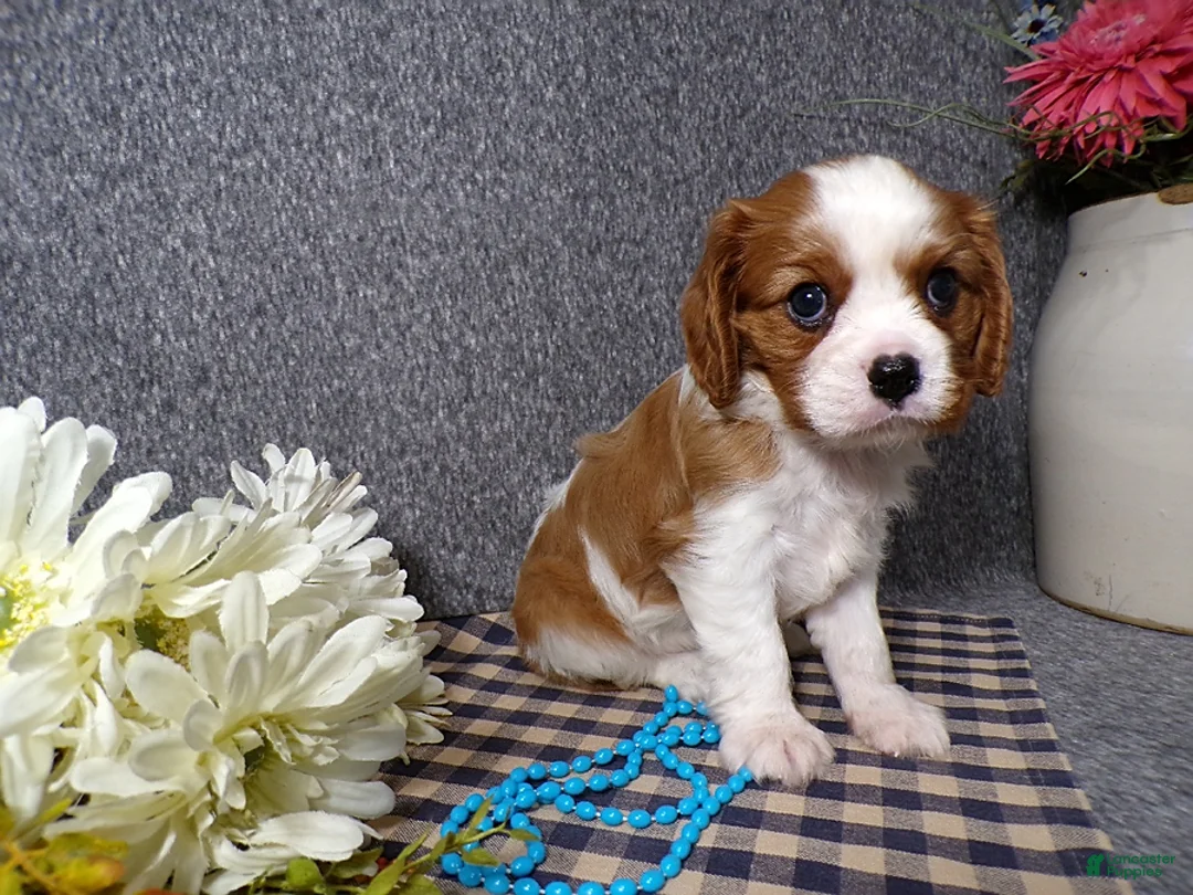 Cavalier King Charles Spaniel dogs for sale: Champ - Ad 2