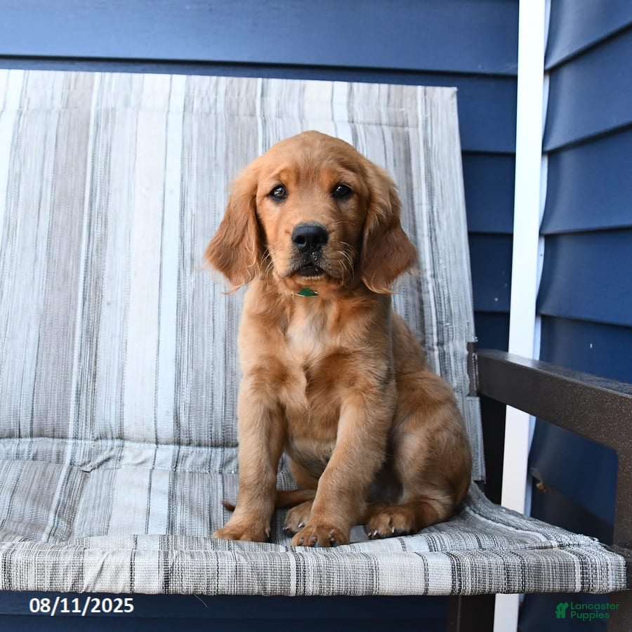 Comfort Retriever Mini Golden Retriever Adoption Miniature Golden