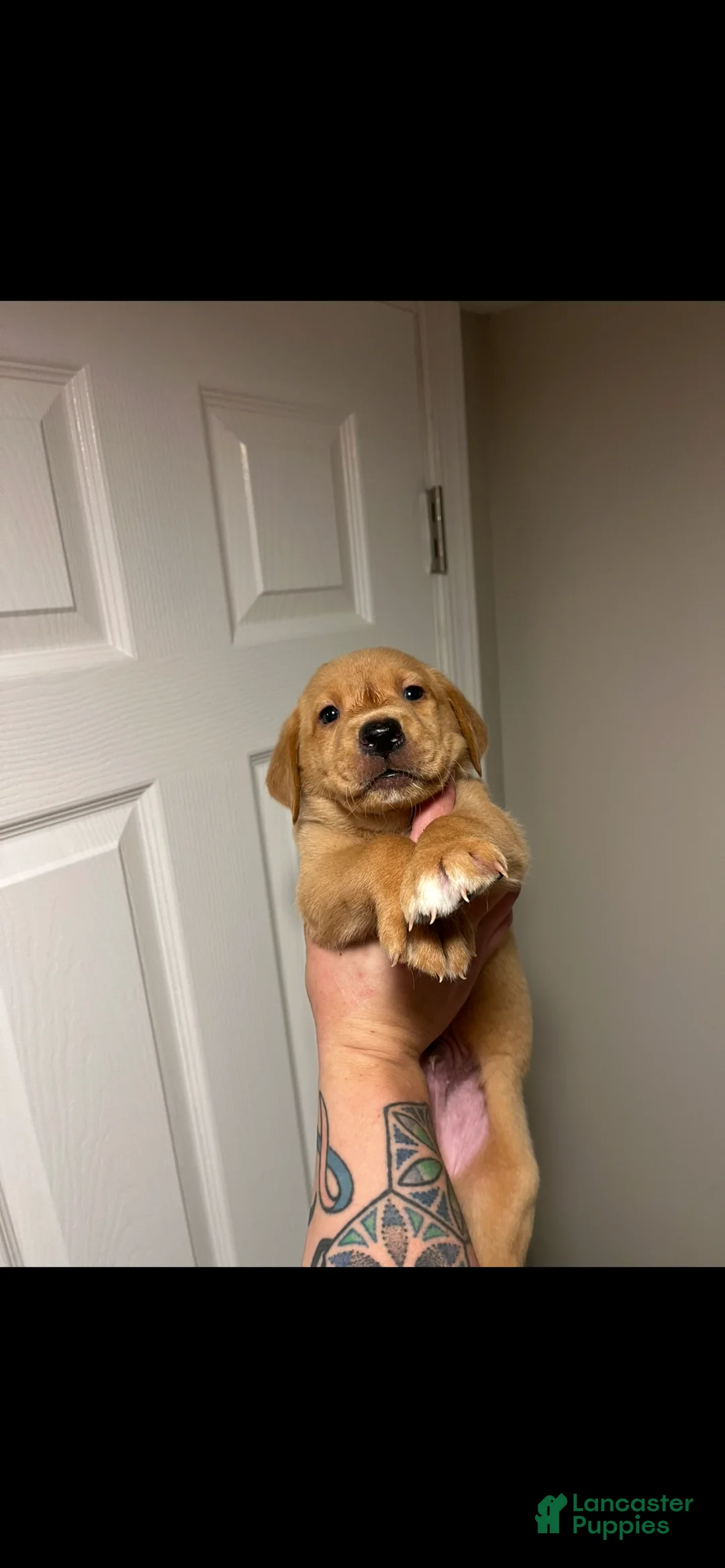 Labrador Retriever dogs for sale: Lefty - Ad 1