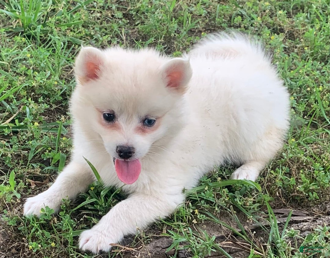 Alaskan Klee Kai dogs for sale: Fluffy Lil Tiki - Ad 10