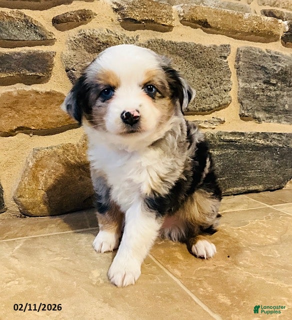 Miniature Australian Shepherd dogs Alfie - Ad 13