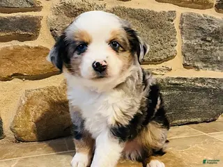 Miniature Australian Shepherd dogs Alfie - Ad 13