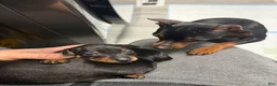 Miniature Pinscher dogs for sale: Miniature Pinscher Puppy 1 - Ad 2