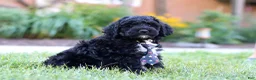 Bernedoodle dogs for sale: Denali - Ad 6