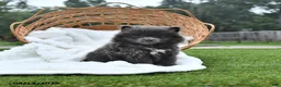Pomeranian dogs for sale: Lindsey - Ad 4