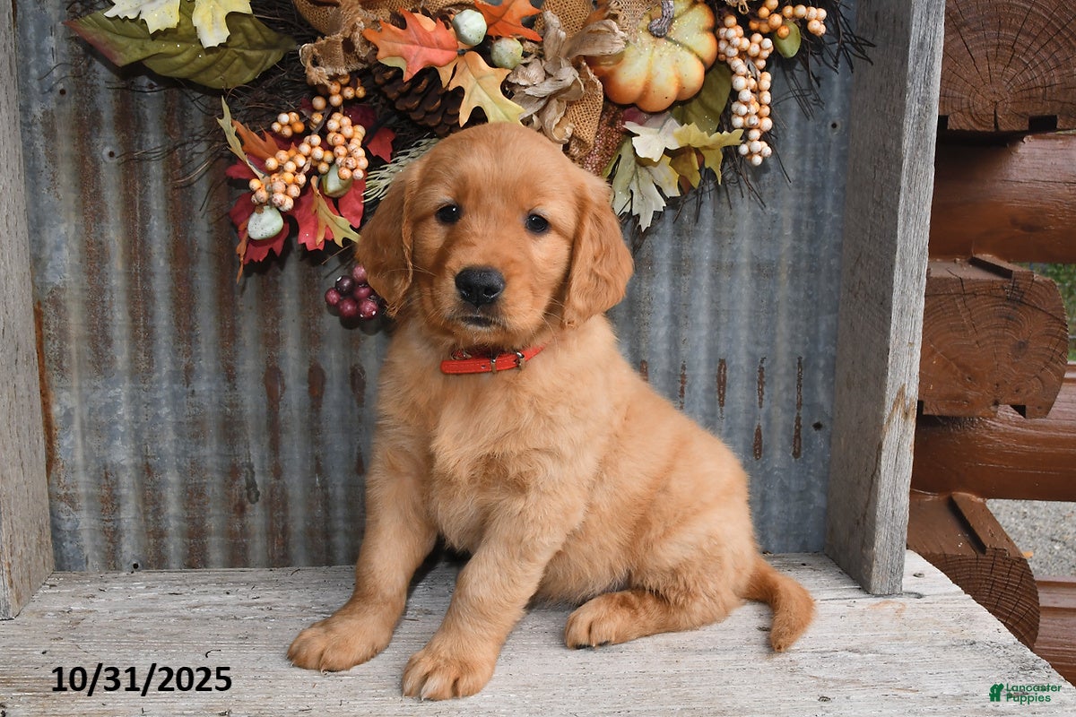 Red Golden Retriever Puppies for sale Lancaster Puppies