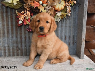 Golden Retriever dogs - Ad 32