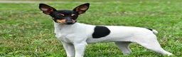 Toy Fox Terrier dogs for sale: Dakota - Ad 8