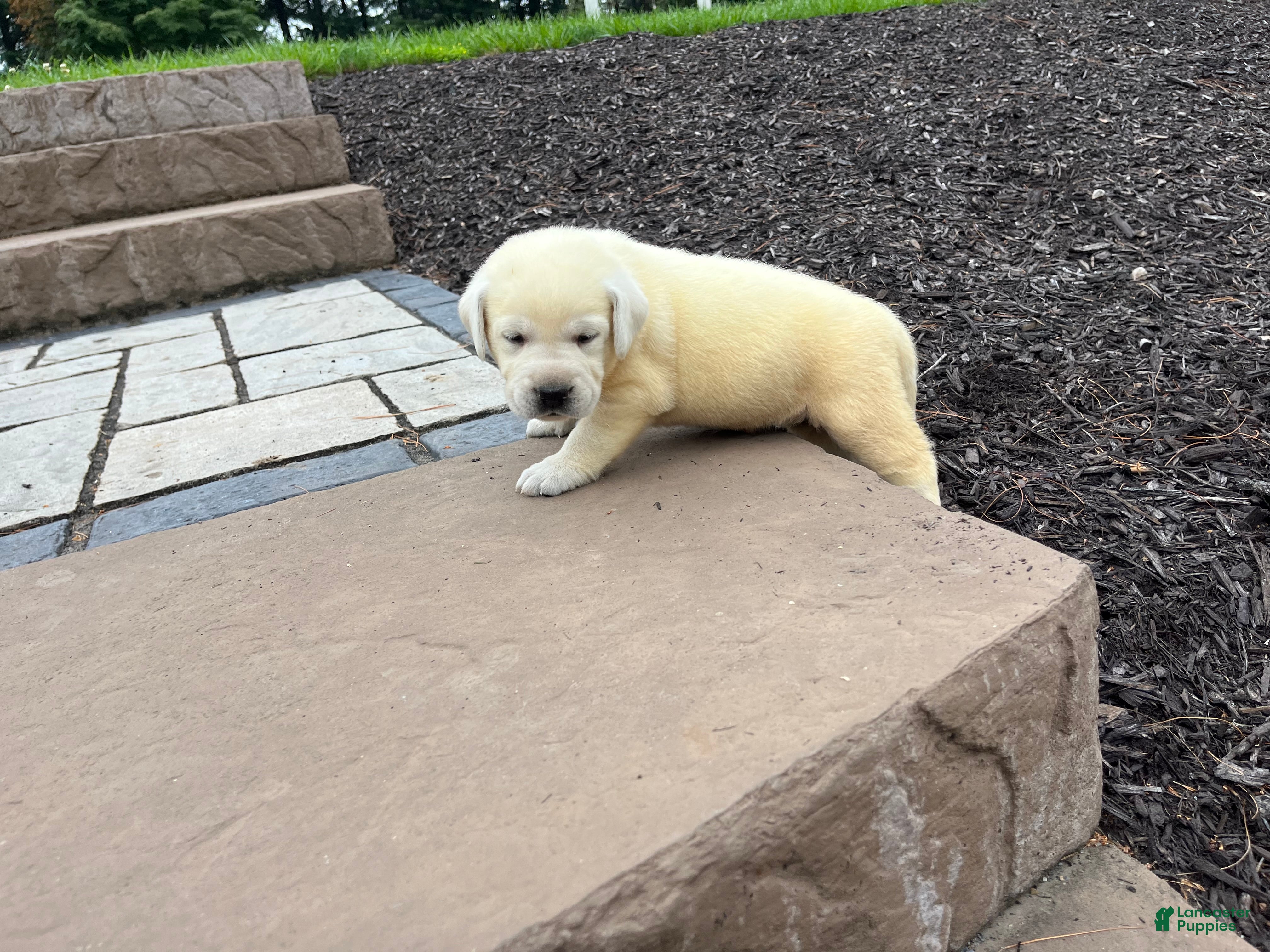 Labrador Retriever dogs Olivia - Ad 1