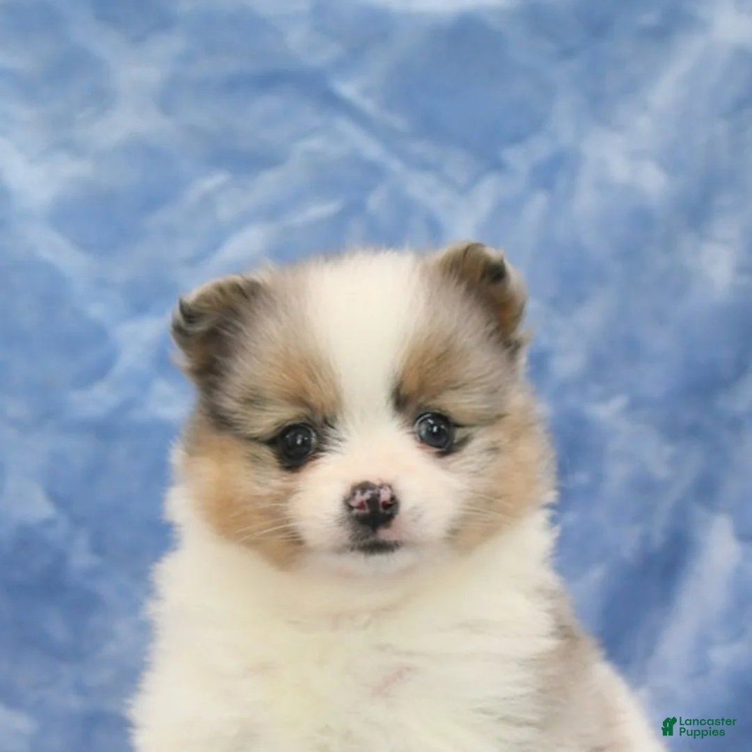 Pomeranian dogs for sale: Sheila - Ad 5