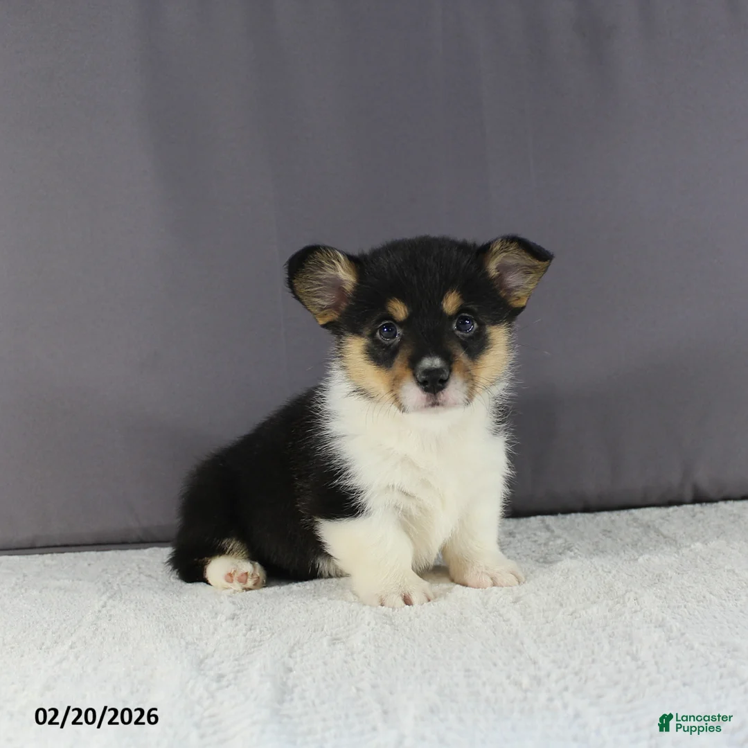Welsh Corgi Pembroke dogs for sale: Rosa  - Ad 3