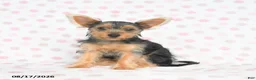 Yorkshire Terrier dogs for sale: Quincy - Ad 3