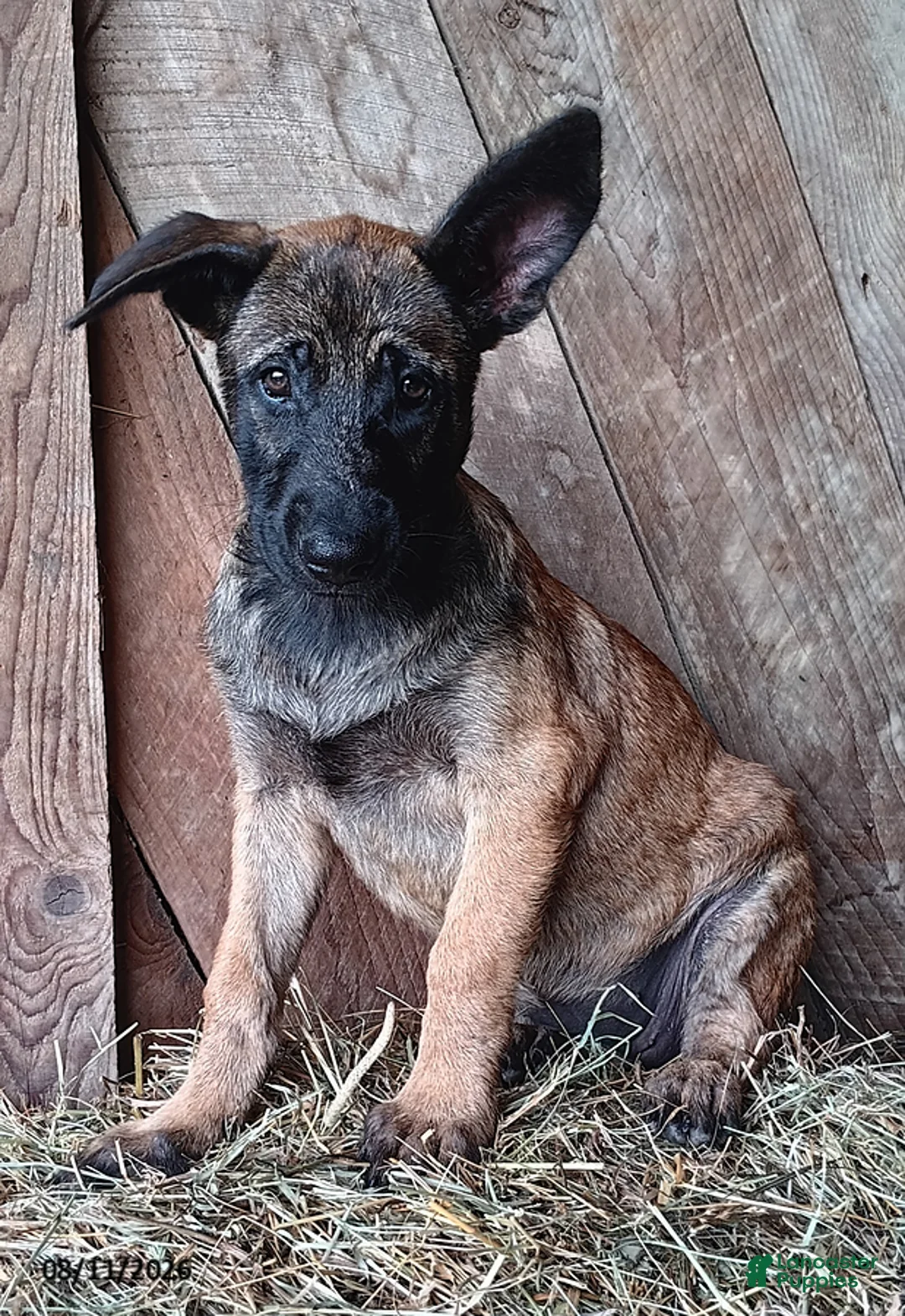 Belgian Malinois dogs for sale: Kristina - Ad 3