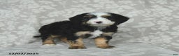 Mini Bernedoodle dogs for sale: Taffy - Ad 4