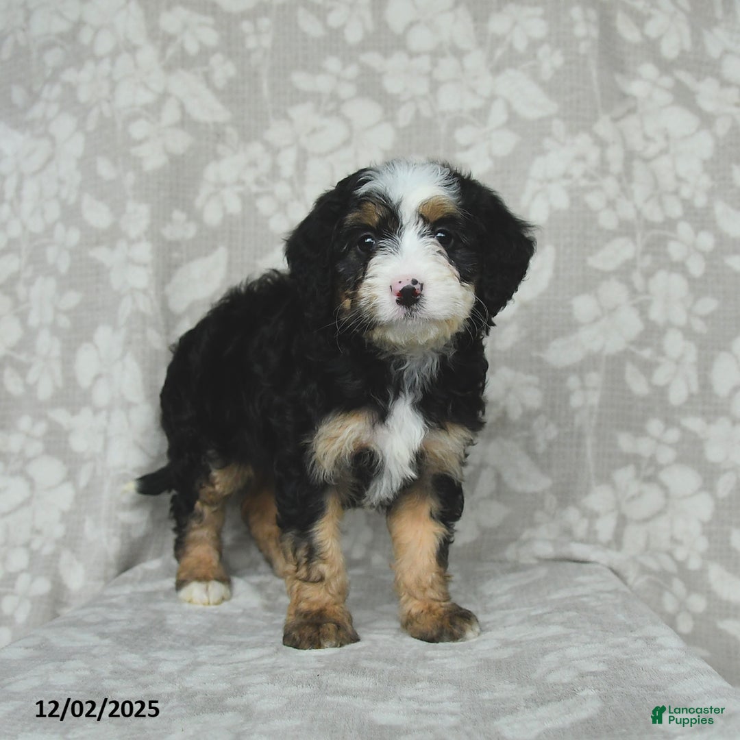 Mini Bernedoodle dogs for sale: Taffy - Ad 4