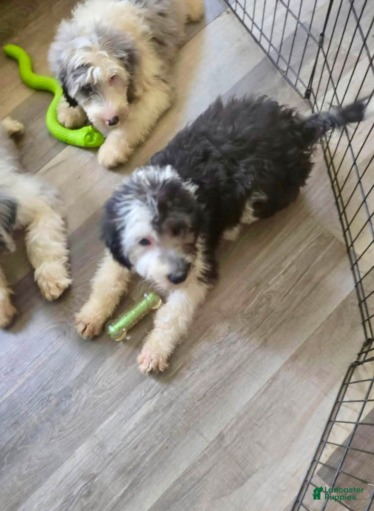 Sheepadoodle dogs Jasmine-purple collar  - Ad 1