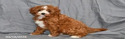 Cavapoo dogs for sale: Natalie - Ad 3