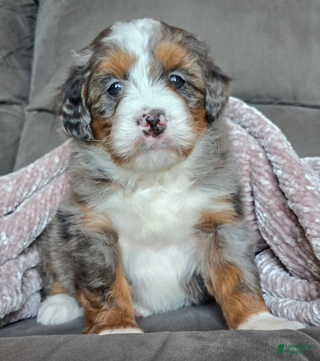 Mini Bernedoodle dogs for sale: Mini Sophie - Ad 17