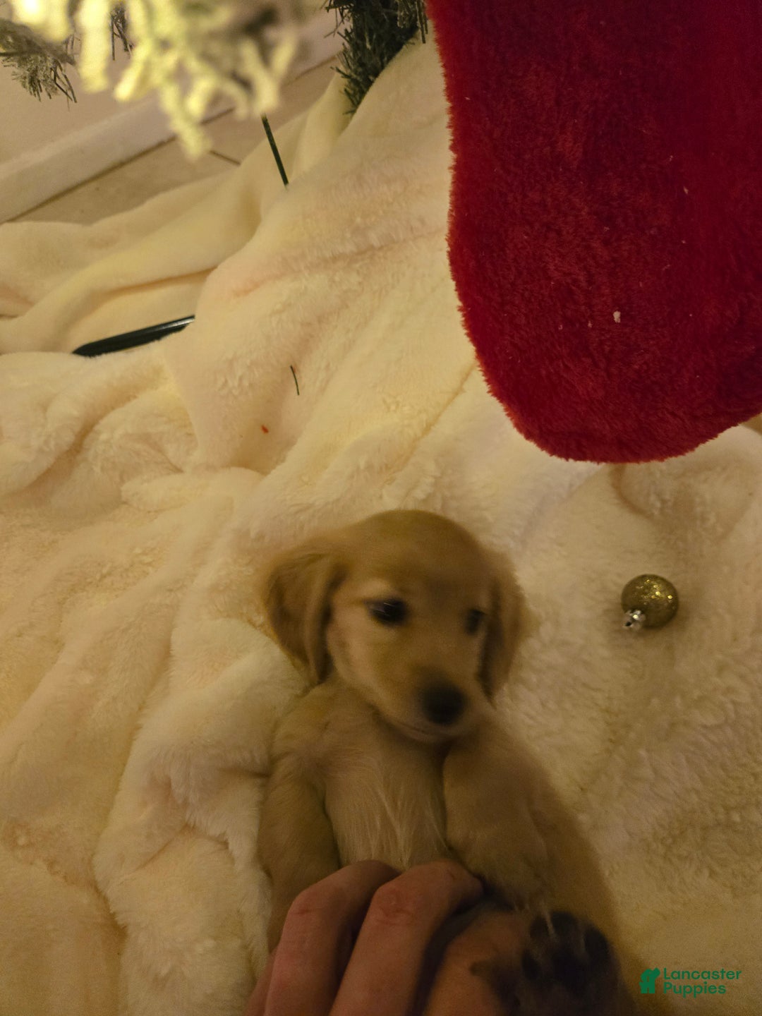 Miniature Dachshund dogs for sale: Blondie is a lil over 8 weeks and ready to go  - Ad 5