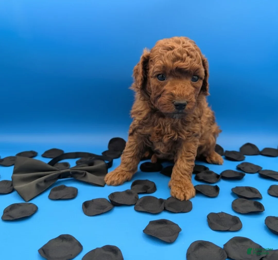 Toy Poodle dogs for sale: Oliver 🖤 - Ad 13
