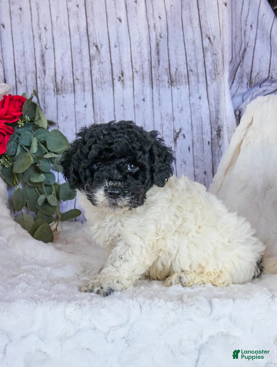 Bichpoo dogs for sale: Cookie - Ad 2