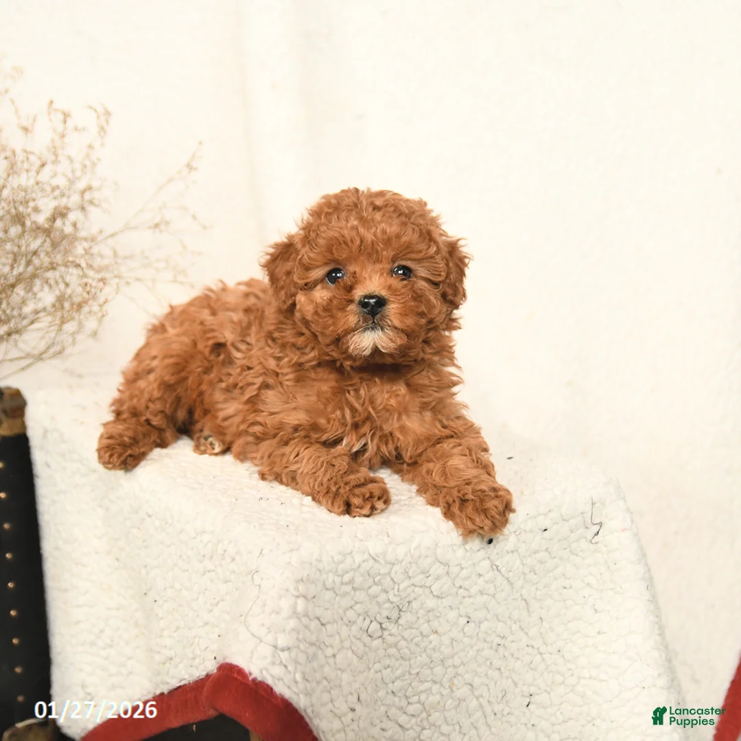 Miniature Poodle dogs for sale: Abby - Ad 3