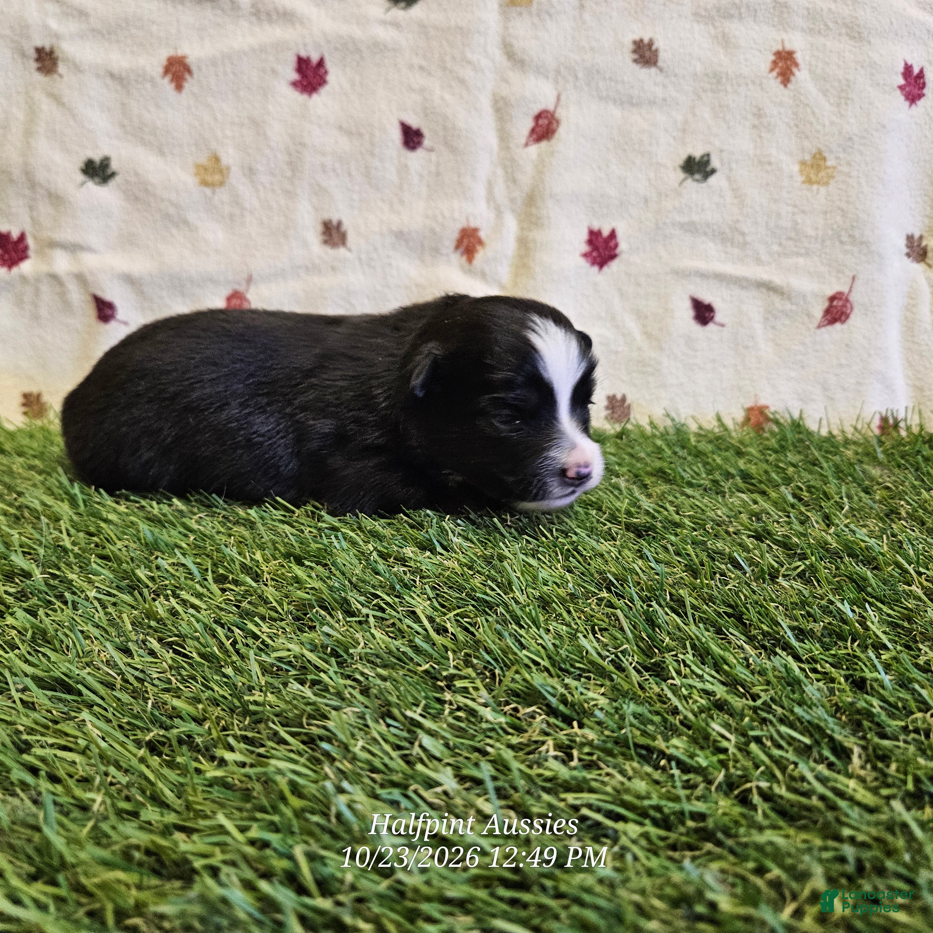 Toy Australian Shepherd dogs for sale: Cookie - Ad 1