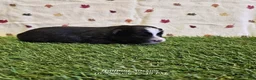 Toy Australian Shepherd dogs for sale: Cookie - Ad 1